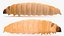 Maggot Fly
