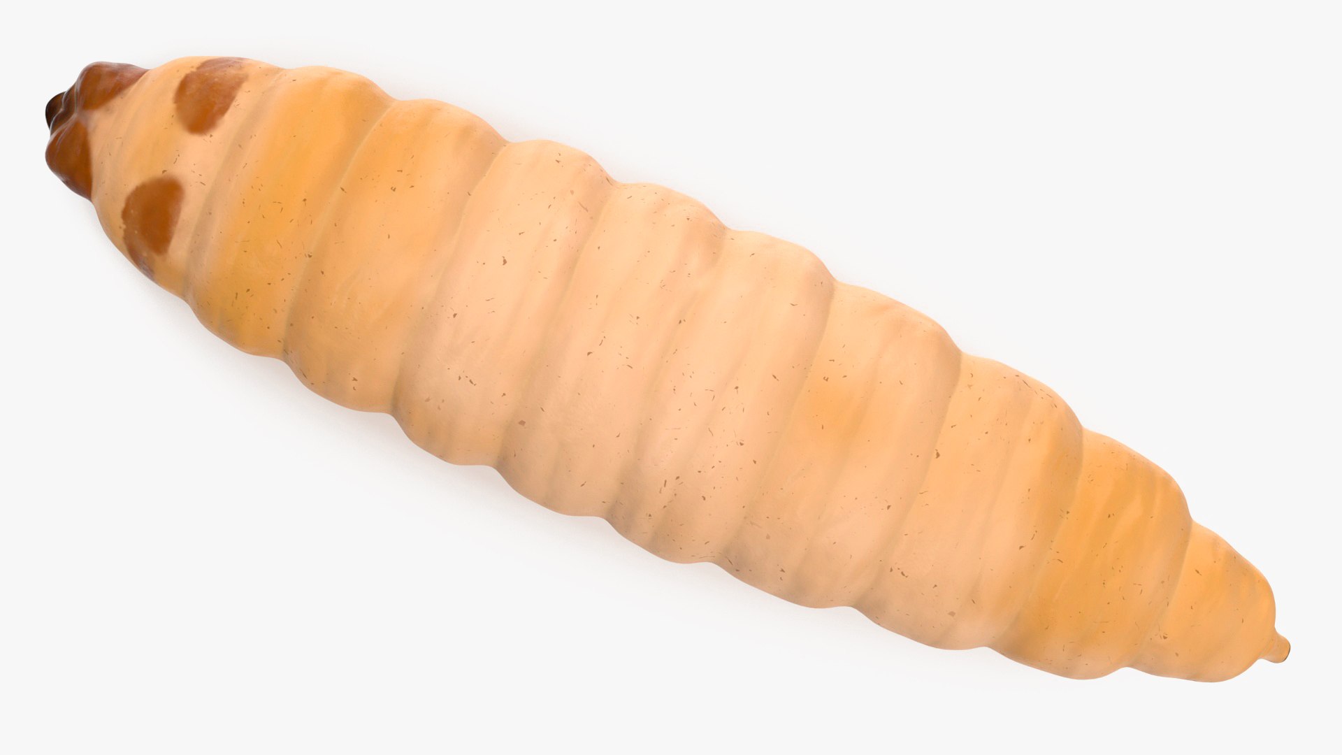 Maggot Fly 3D https://p.turbosquid.com/ts-thumb/rT/dO4Keq/Sd/maggotfly3dsmodel014/jpg/1702399044/1920x1080/fit_q87/2f822e90801538c9b71045f2ea48fa7f25a47150/maggotfly3dsmodel014.jpg
