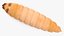 Maggot Fly