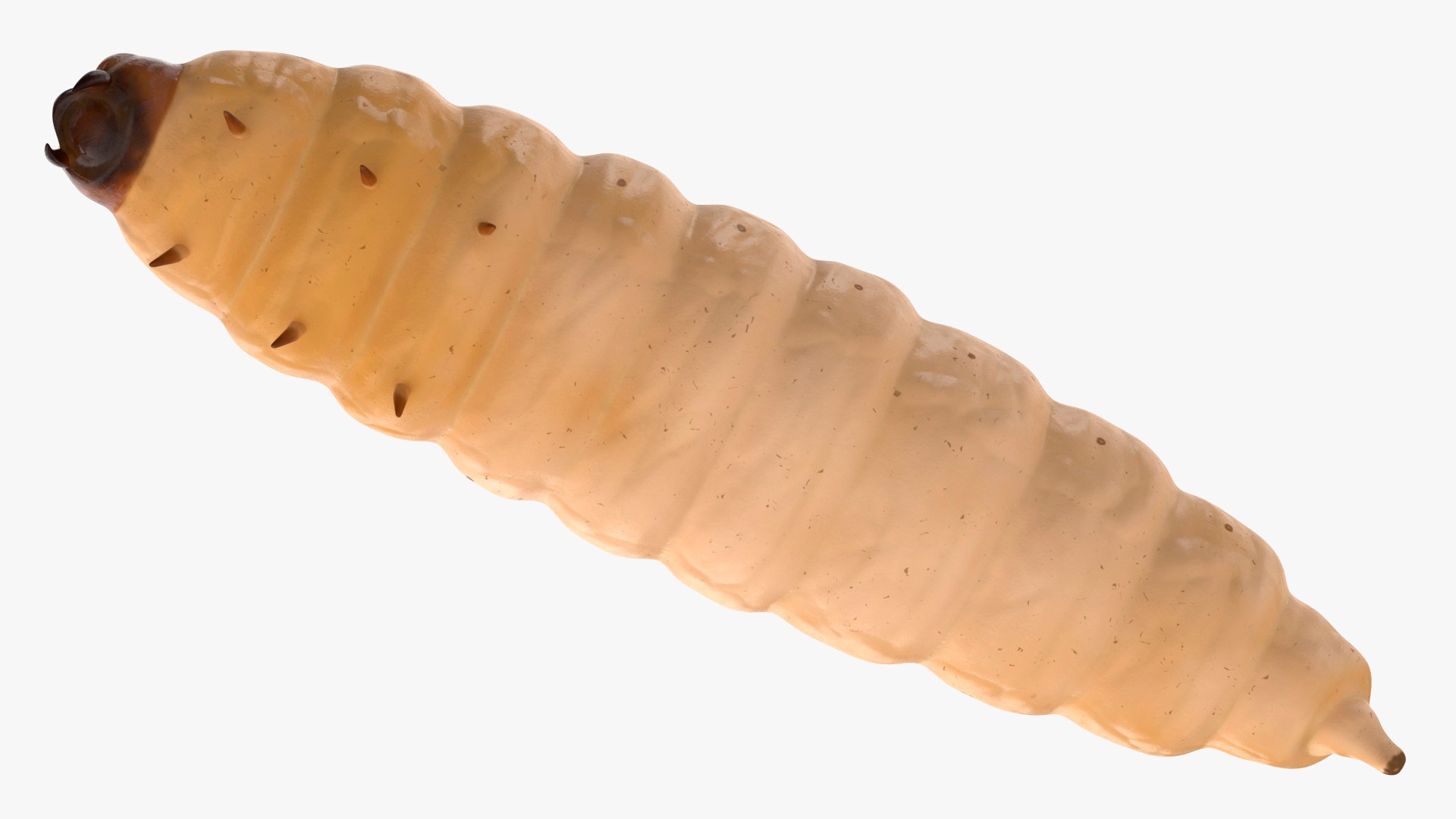 Maggot Fly 3D https://p.turbosquid.com/ts-thumb/rT/dO4Keq/bQ/maggotfly3dsmodel015/jpg/1702399048/1920x1080/fit_q87/d7007e90953eddca59dbc14027cda767e2cc0219/maggotfly3dsmodel015.jpg