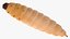 Maggot Fly