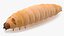 Maggot Fly