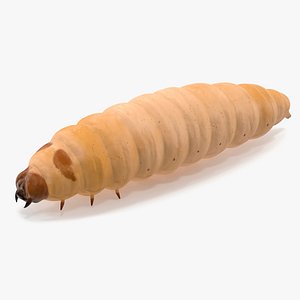 Maggot Fly 3D