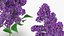 3D Purple Flowering Plants Collection 3