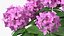 3D Purple Flowering Plants Collection 3