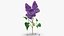 3D Purple Flowering Plants Collection 3
