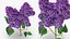 3D Purple Flowering Plants Collection 3
