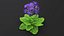 3D Purple Flowering Plants Collection 3