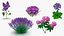 3D Purple Flowering Plants Collection 3