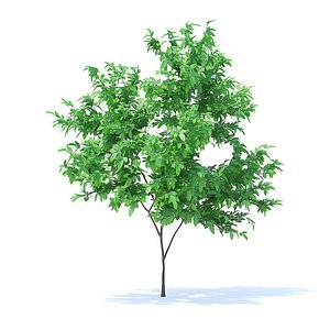 orange tree 2 1m 3D model