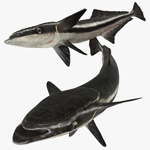 Rigged shark Sucker 3D model