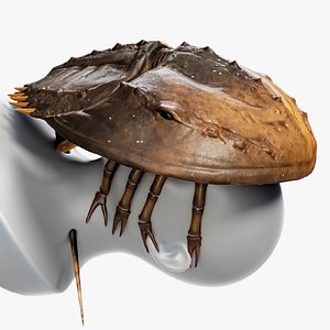 Horseshoe Crab - Trilobite - Realistic 3D Model Monster - Underwater Creature - 24