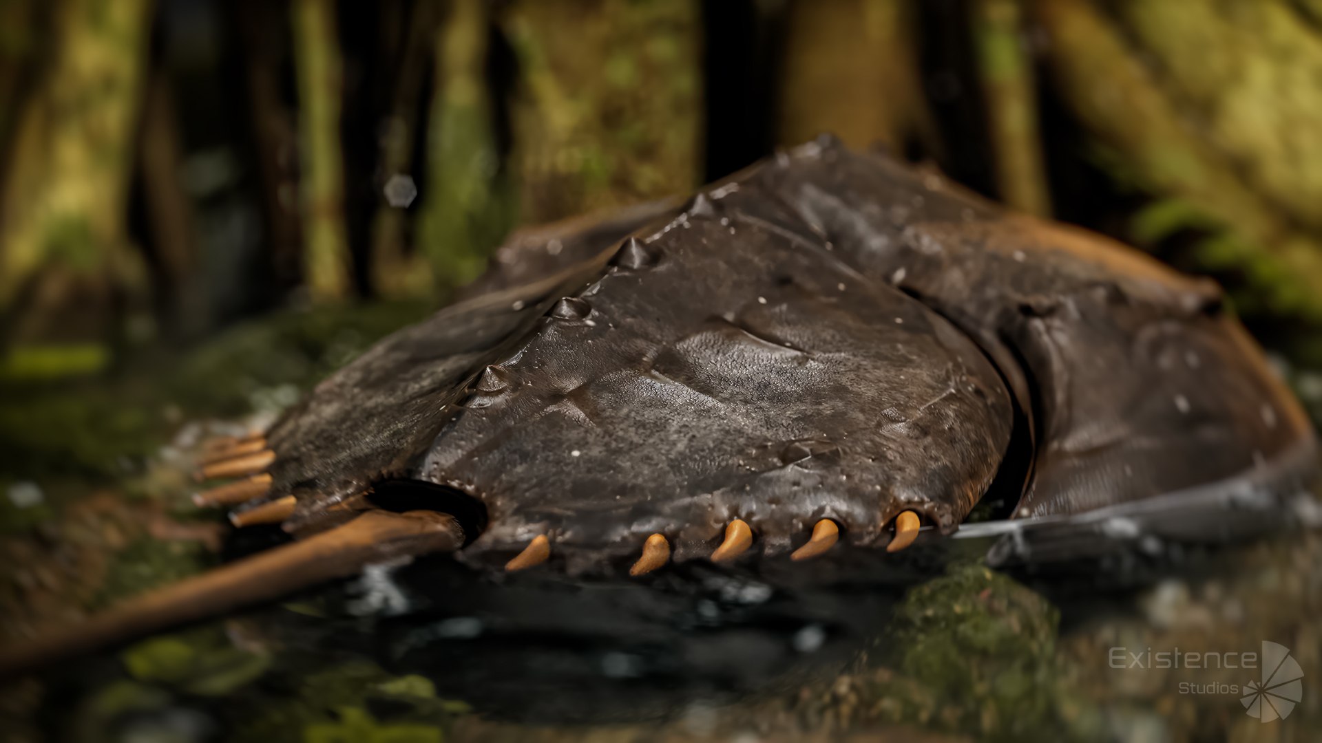 Horseshoe Crab Trilobite Realistic 3D Model Monster Underwater Creature 24 3D model