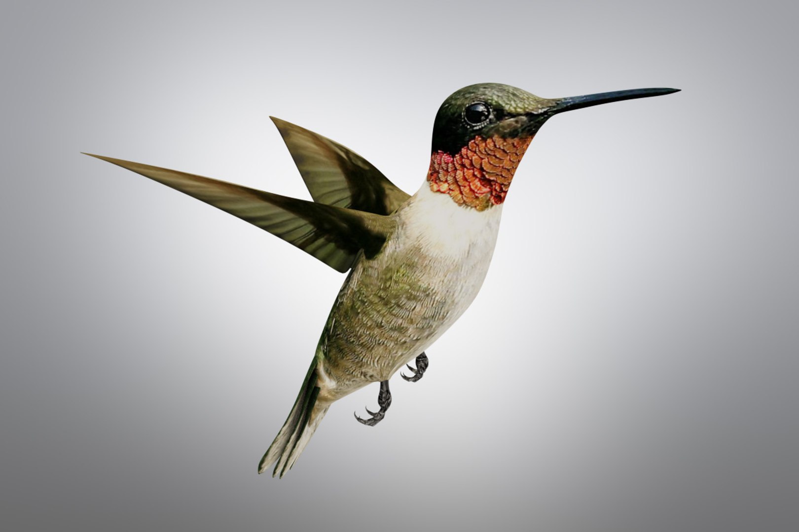3D Bird Hummingbird Model - TurboSquid 1178835