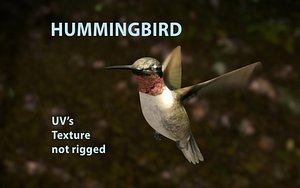 3D bird hummingbird model