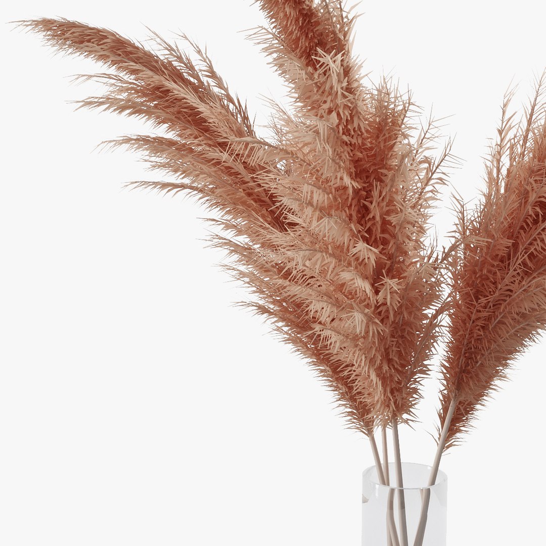 3D pampas grass https://p.turbosquid.com/ts-thumb/rT/w2qJAP/p7r6k7QL/pr_10x/jpg/1568391309/1920x1080/fit_q87/a084903331ff06977a5595e7c709c9355019a6c2/pr_10x.jpg