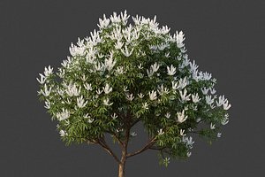 XfrogPlants Ivory Curl - Buckinghamia Celsissima 3D model
