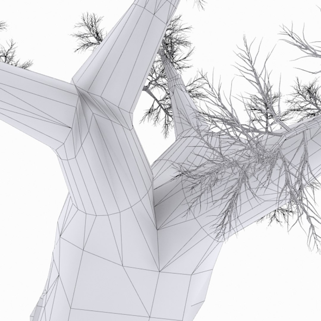 3d Model Of Tree Africa Madagascar