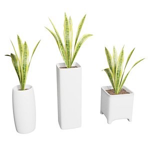 snake plant sansevieria pots 3D model