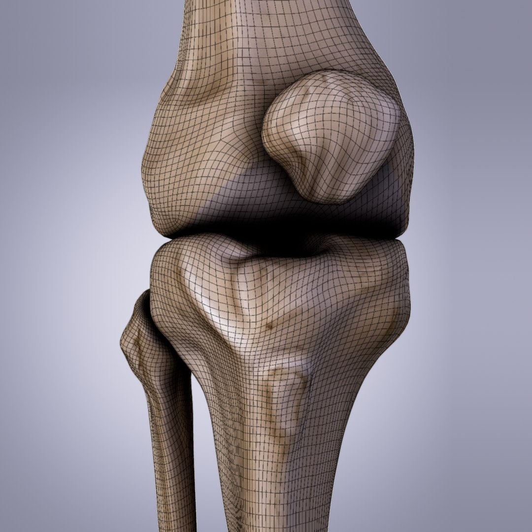 3d Model Knee Bones Patella