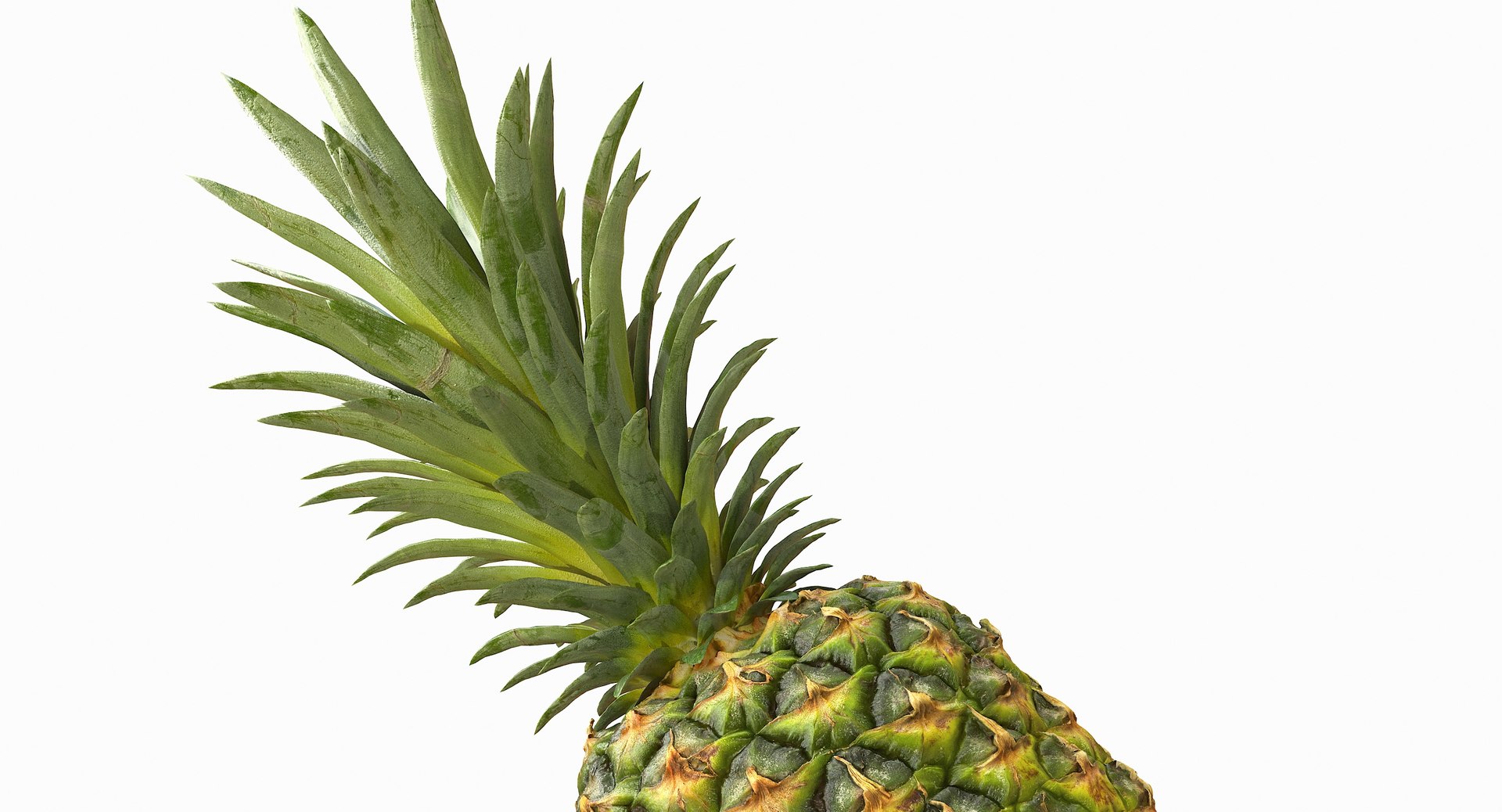 realistic 3D model https://p.turbosquid.com/ts-thumb/rU/af2gif/7r0OVldk/pineapple_050/jpg/1550938456/1920x1080/fit_q87/9ed726350b030a4936e973167fb57cb34f1a92f3/pineapple_050.jpg