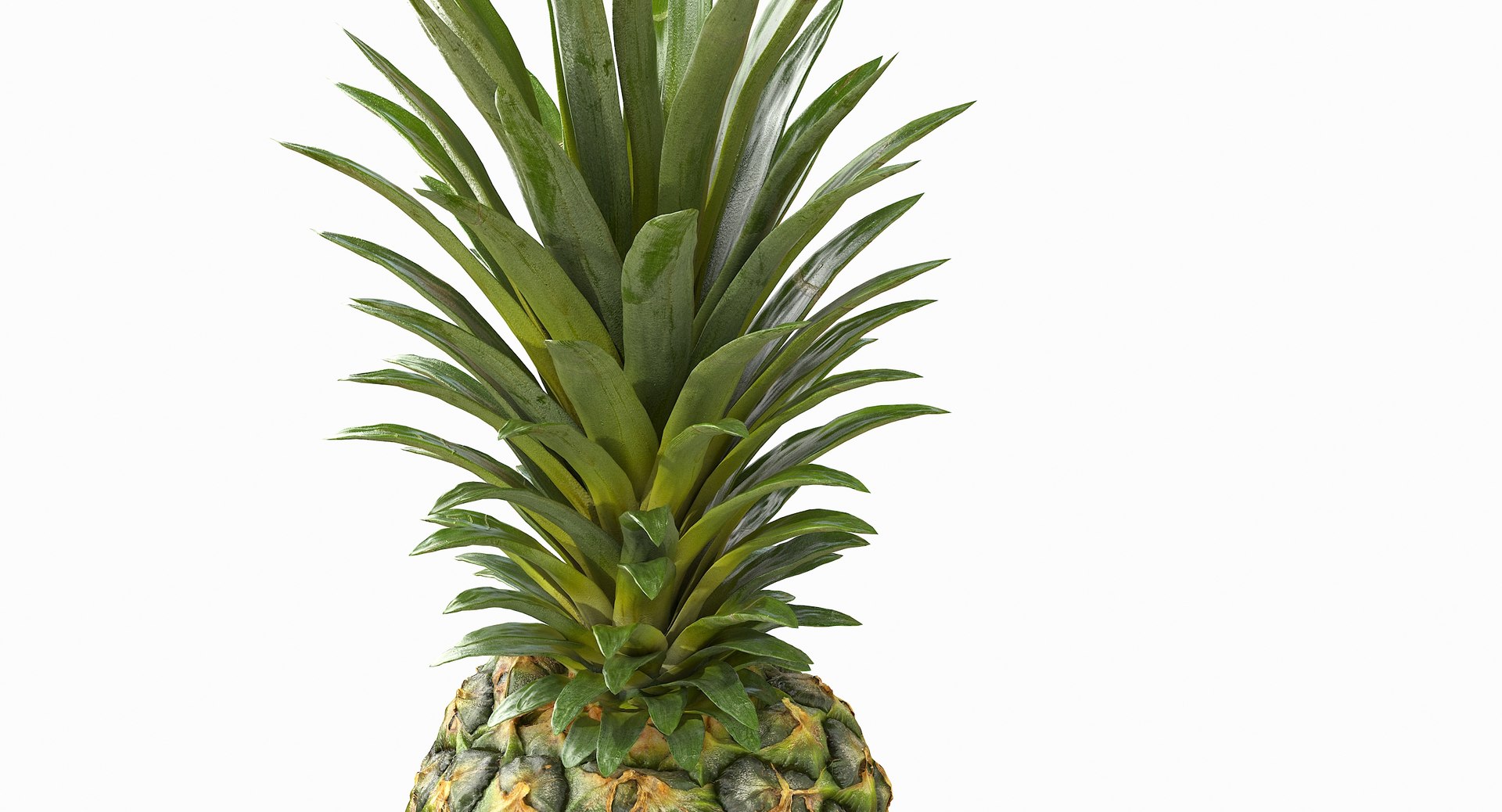 realistic 3D model https://p.turbosquid.com/ts-thumb/rU/af2gif/C7inafhb/pineapple_013/jpg/1550938455/1920x1080/fit_q87/a3e40f93ce4d33237f02a665a91244d24e98147a/pineapple_013.jpg