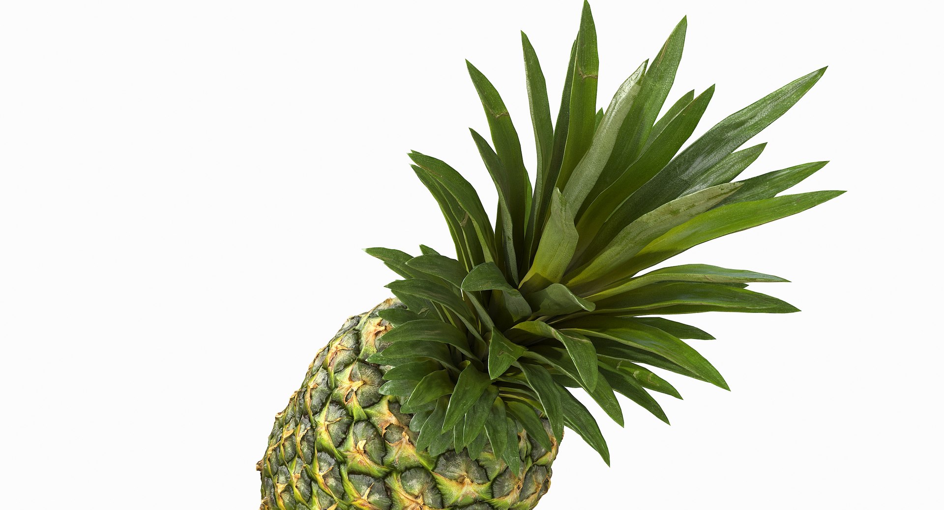 realistic 3D model https://p.turbosquid.com/ts-thumb/rU/af2gif/N9BRpOwy/pineapple_030/jpg/1550938456/1920x1080/fit_q87/8bb1171fc76b3f1a3ba858ea9b3e71bfa78d7956/pineapple_030.jpg