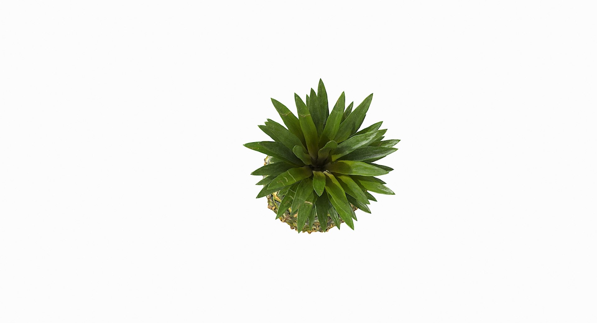 realistic 3D model https://p.turbosquid.com/ts-thumb/rU/af2gif/U5ABVw8k/pineapple_062/jpg/1550938456/1920x1080/fit_q87/a6746e41db9474b85b6b5f34e91a37c4b7d18a0c/pineapple_062.jpg