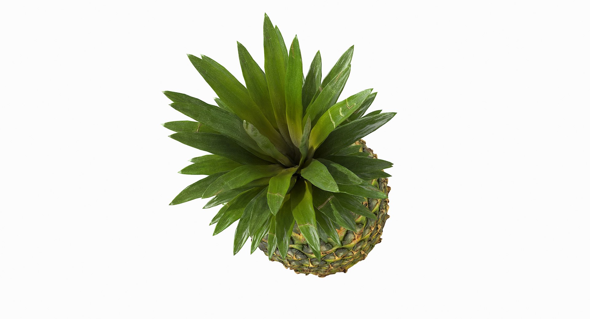 realistic 3D model https://p.turbosquid.com/ts-thumb/rU/af2gif/UFoITWLg/pineapple_020/jpg/1550938455/1920x1080/fit_q87/b3a137314728725e2d7d8af7bef1754a796d5d26/pineapple_020.jpg