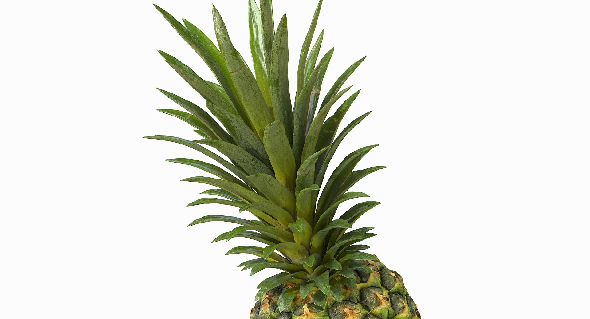 realistic 3D model https://p.turbosquid.com/ts-thumb/rU/af2gif/XQRpI9Lx/pineapple_064/jpg/1550938456/1920x1080/fit_q87/acd8192575a465a243ca17af0d25b3f8a83343cd/pineapple_064.jpg