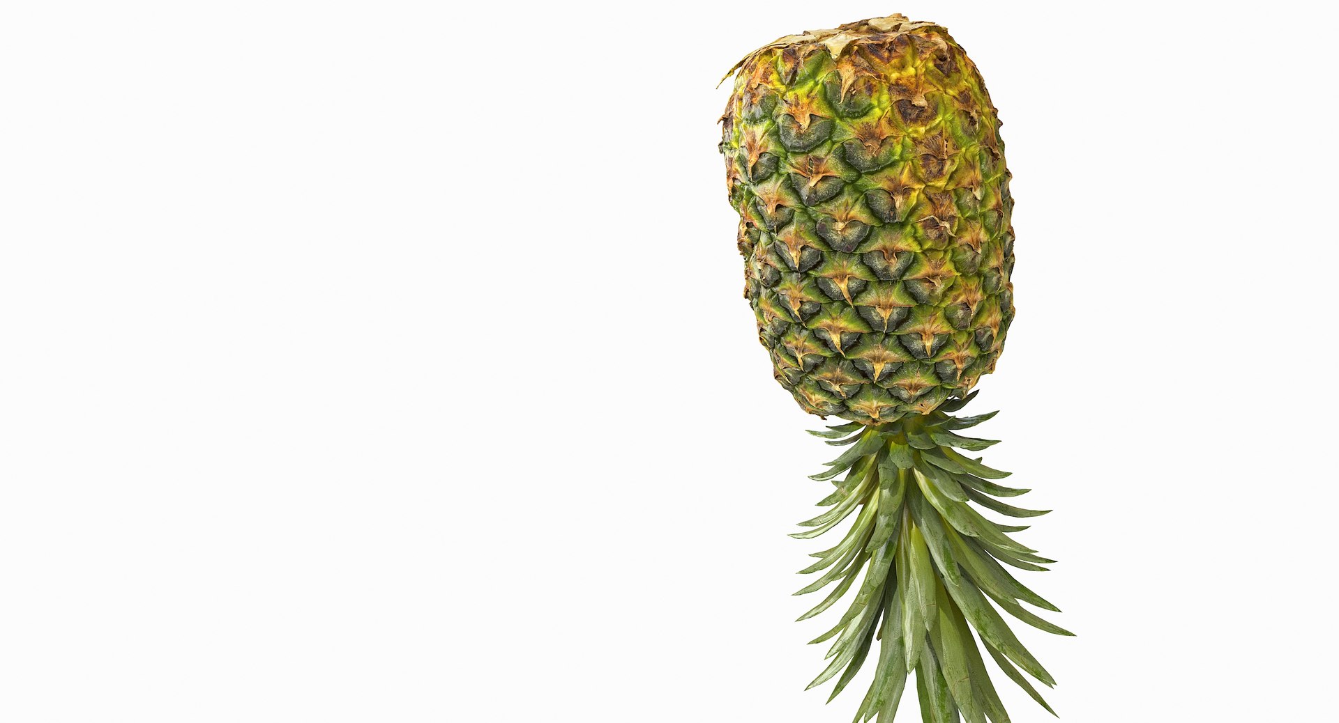 realistic 3D model https://p.turbosquid.com/ts-thumb/rU/af2gif/bd0lSj05/pineapple_046/jpg/1550938456/1920x1080/fit_q87/ce9dc3afc752afe9bf0038856817e4cc4e20fdd8/pineapple_046.jpg