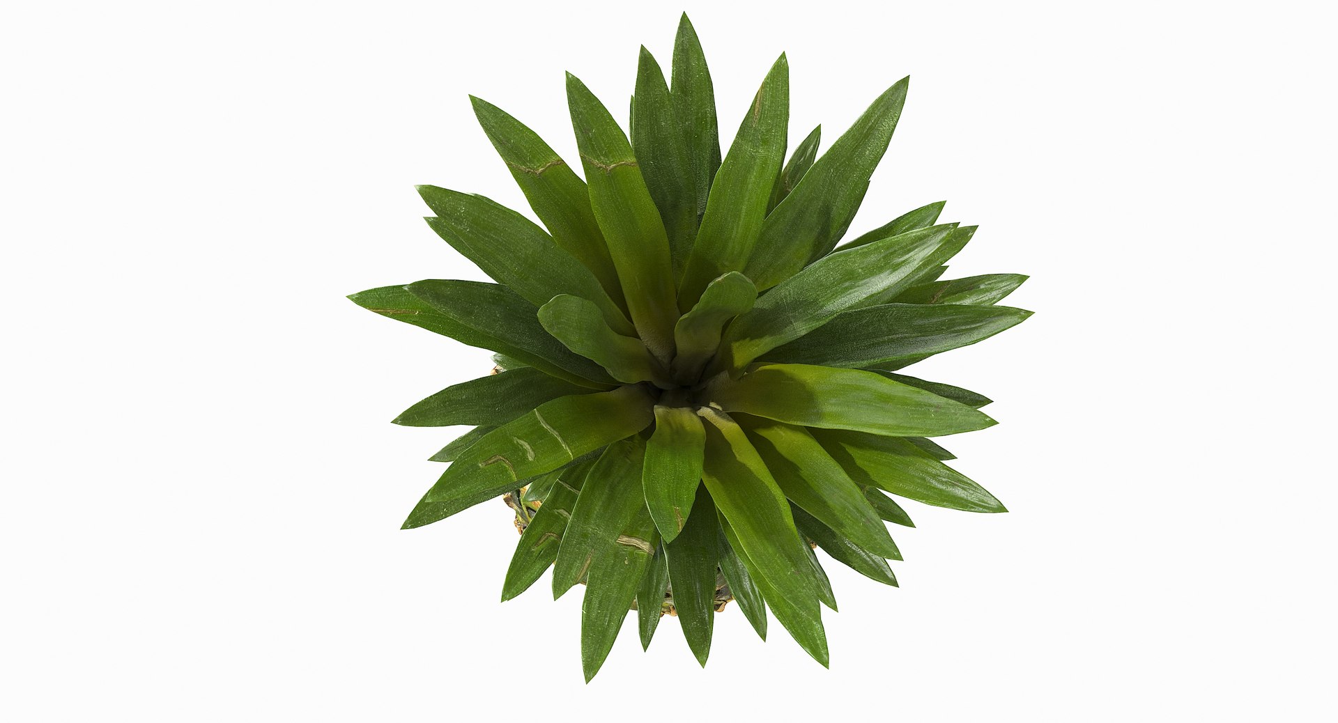 realistic 3D model https://p.turbosquid.com/ts-thumb/rU/af2gif/ds0n2GT7/pineapple_066/jpg/1550938456/1920x1080/fit_q87/d48cf6fedf7363271ccf0d4cd8489e7cb7c8a84d/pineapple_066.jpg