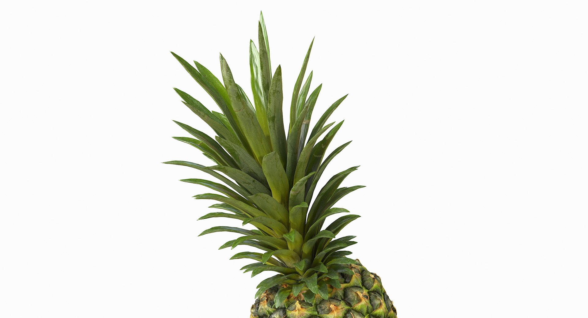realistic 3D model https://p.turbosquid.com/ts-thumb/rU/af2gif/flHWimV4/pineapple_021/jpg/1550938455/1920x1080/fit_q87/9e9b6efd9916958f69f1dfed6623f5660d70f846/pineapple_021.jpg