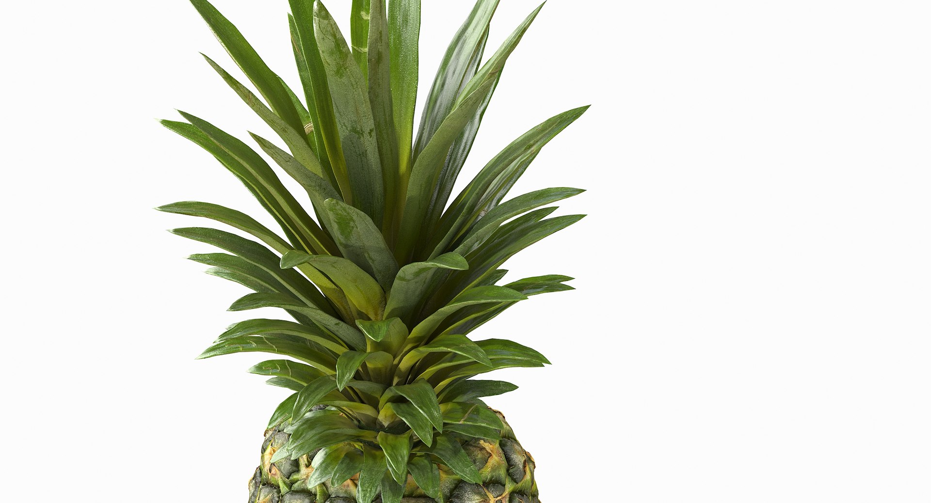 realistic 3D model https://p.turbosquid.com/ts-thumb/rU/af2gif/jImHv63c/pineapple_019/jpg/1550938455/1920x1080/fit_q87/1771f38a4f582b190ef9b7310f0a0448ee536f4a/pineapple_019.jpg
