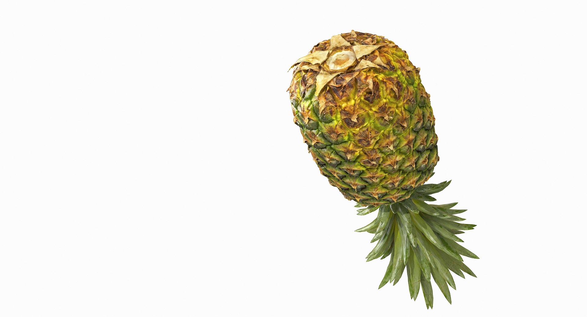 realistic 3D model https://p.turbosquid.com/ts-thumb/rU/af2gif/nBXwLrcD/pineapple_045/jpg/1550938456/1920x1080/fit_q87/5b88e786b0ec0282338874505837ad3bf470a4e2/pineapple_045.jpg