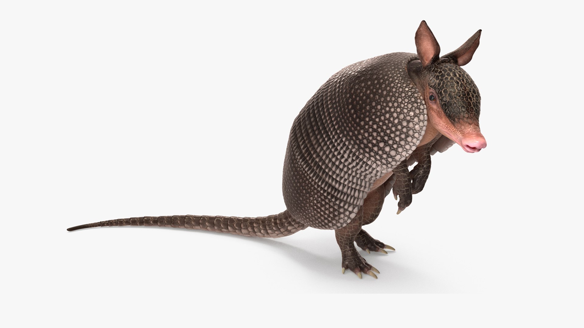 Armadillo Black Rigged for Cinema 4D 3D model preview
