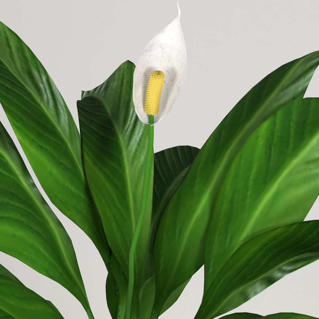 3D Plant Spathiphyllum Indoor - TurboSquid 1433850