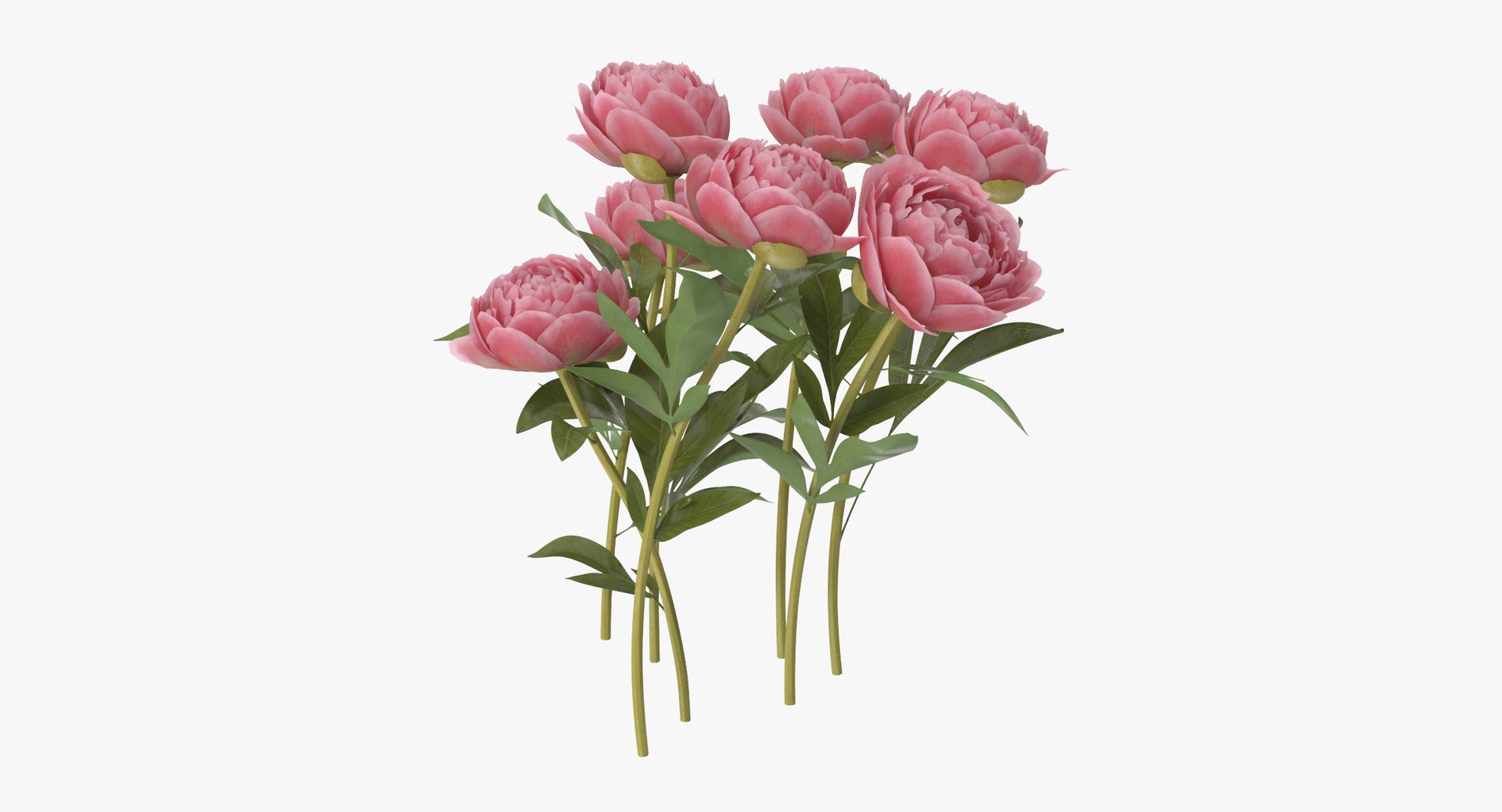 Peony Natural Group - 3d Model