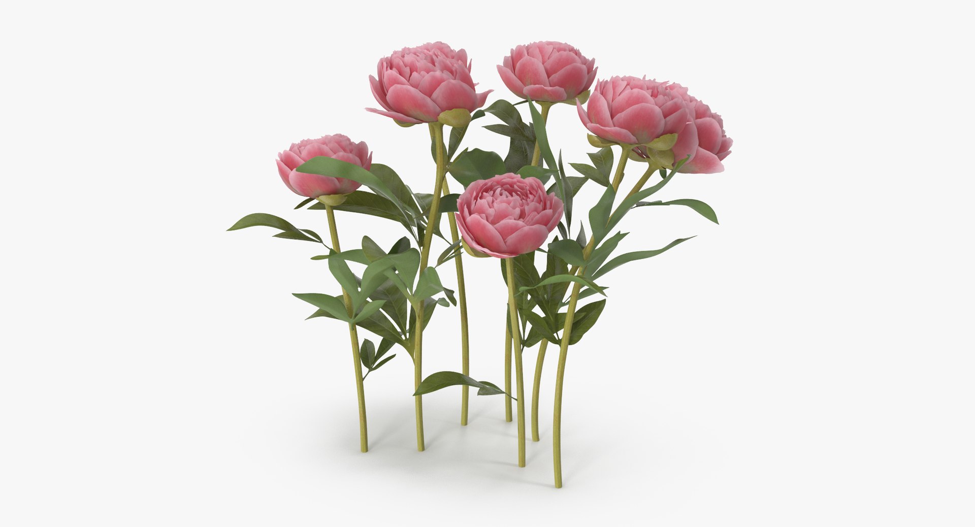 Peony Natural Group - 3d Model
