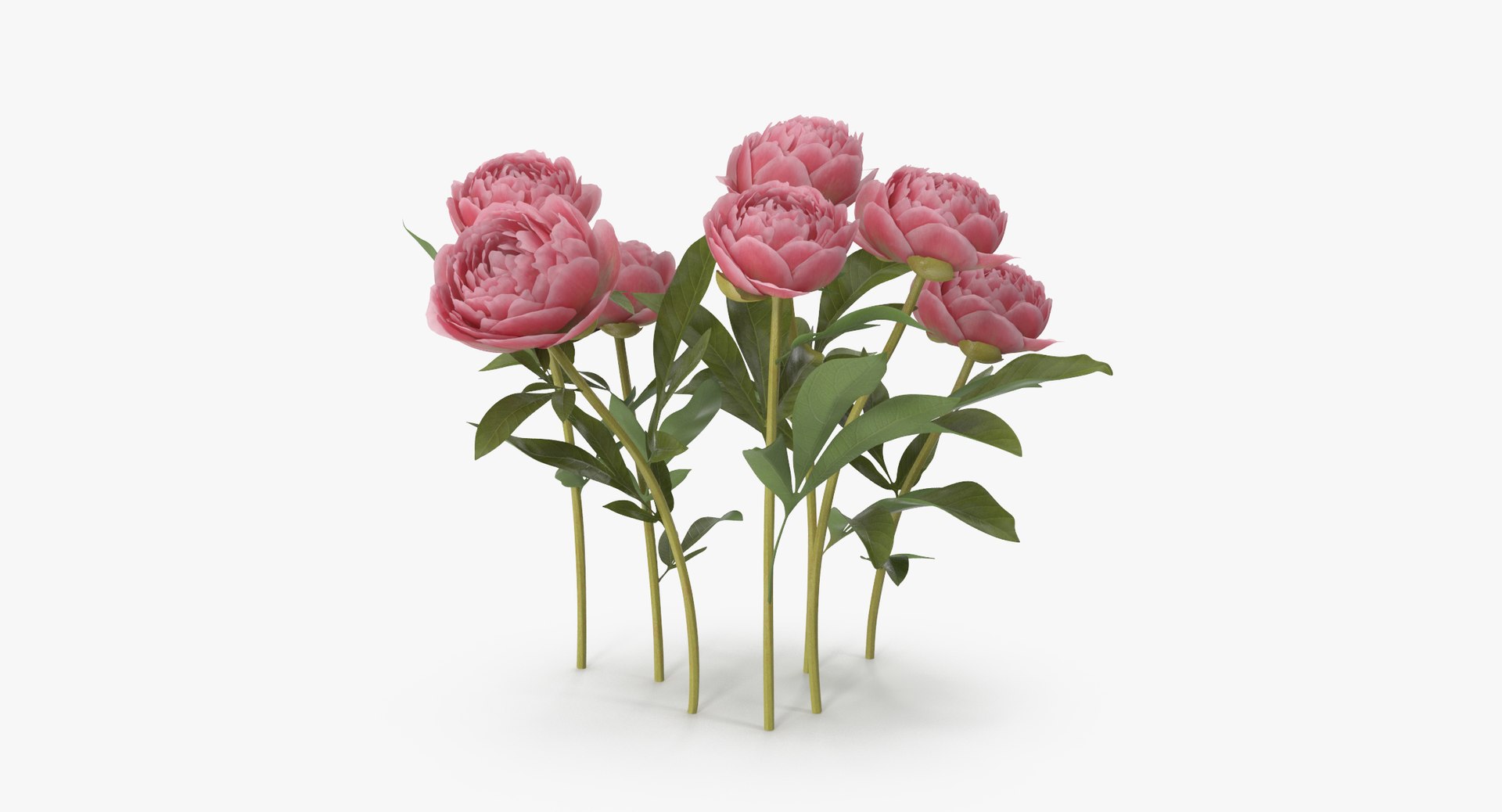 Peony Natural Group - 3d Model