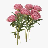 Peony - Natural group