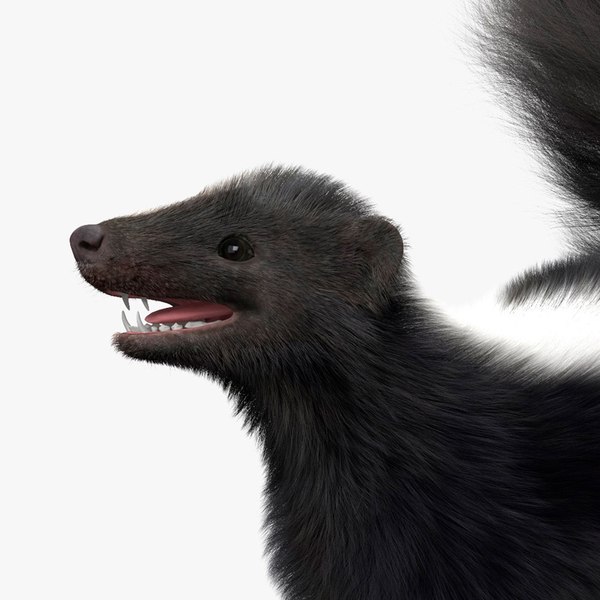 Skunk HD3Dモデル - TurboSquid 1994114