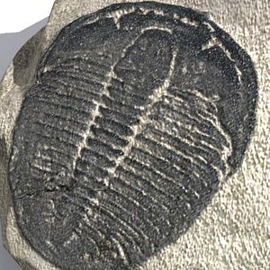 3d model trilobite fossil