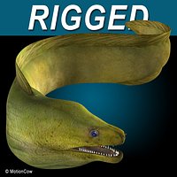 Moray Eel  Green