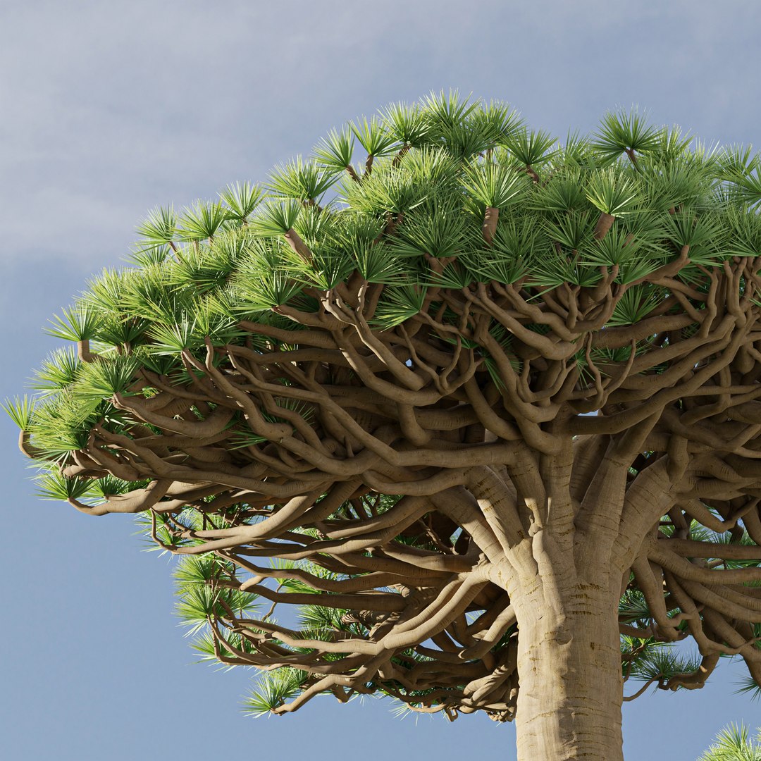 3D Socotra Dragon Tree Model For Blender 3D Model - TurboSquid 2265003