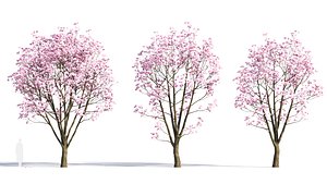 Yulania denudata a 3D model