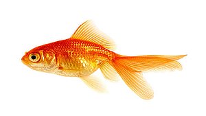3D Goldfish