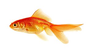 Goldfish