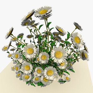 white daisy flowers 3d model