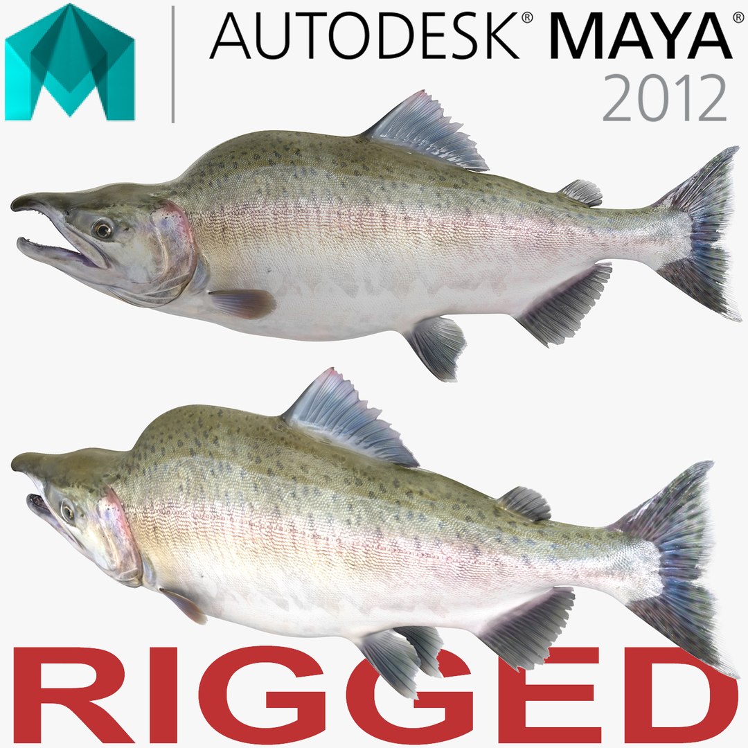 Pink Salmon Rigged for Maya 3D model preview